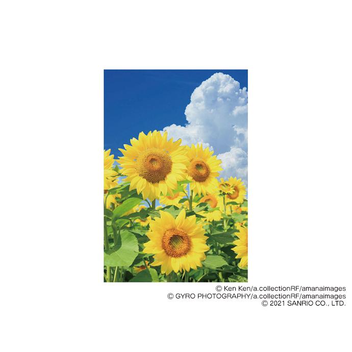 S4211 3dポストカード 立体的に見える絵葉書 ヒマワリと青空 Sanrioサンリオ 暑中見舞いハガキ サマー葉書 夏葉書 ひまわり 向日葵 0 S4211 Kaderia 通販 Yahoo ショッピング