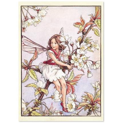 ポストカードワイルドチェリーブロッサムフェアリーthe Wild Cherry Blossom Fairy Flower Fairy フラワーフェアリー 桜の妖精 メッセージカード絵葉書 Ff 143 Kaderia 通販 Yahoo ショッピング
