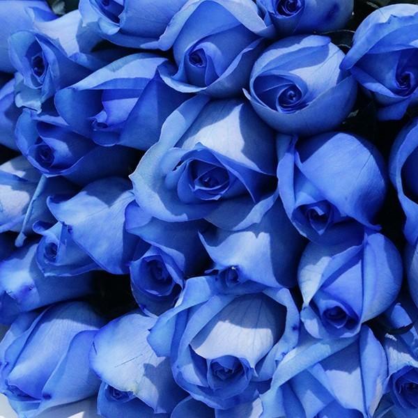 ブルーローズ ラズリ 花束 40本 生花 ナチュラルカラー 青いバラ ブーケ｜kaduki-miyachi｜09