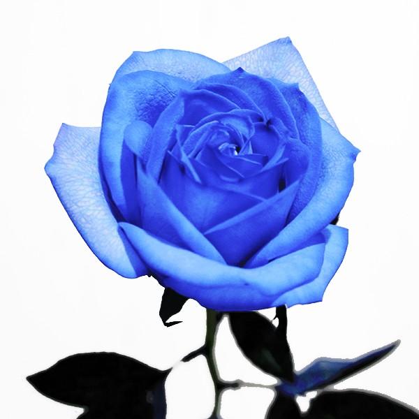 ブルーローズ ラズリ 花束 40本 生花 ナチュラルカラー 青いバラ ブーケ｜kaduki-miyachi｜06
