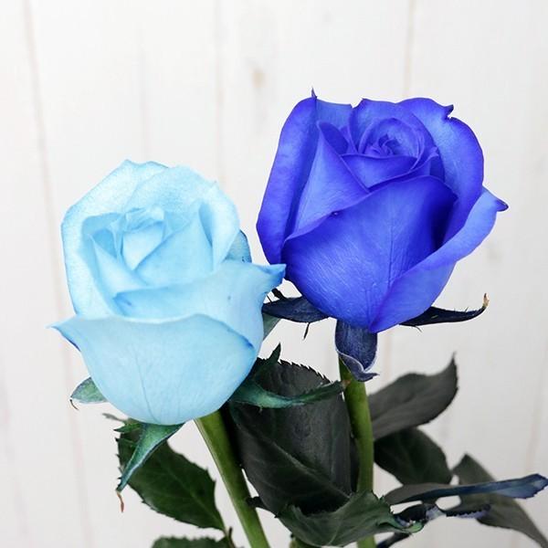 ブルーローズ MIX 花束 50本カラーミックス 生花 ナチュラルカラー 青いバラ ブーケ｜kaduki-miyachi｜02