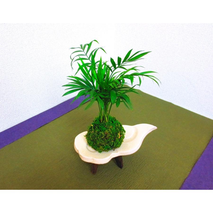 苔玉 信楽焼お皿付き グリーン テーブルヤシ 大人気 観葉植物 お誕生日 父