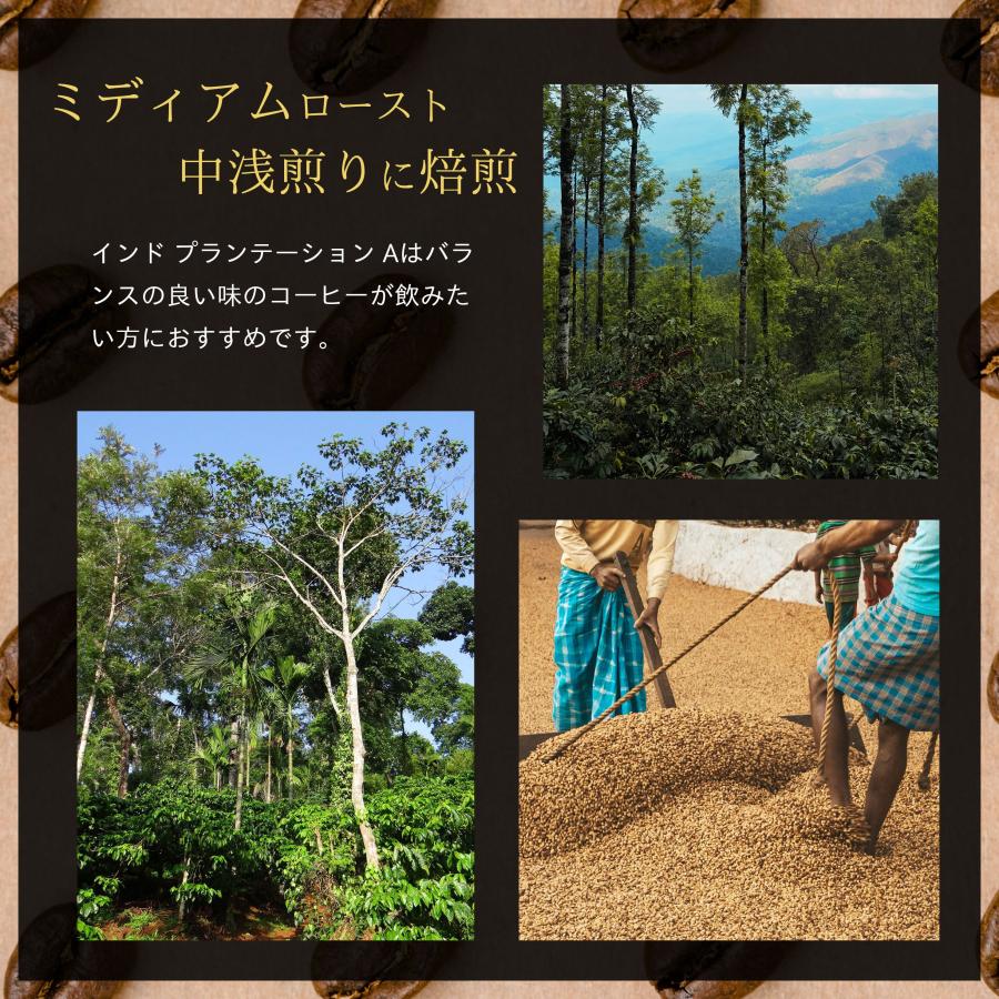 コーヒー豆 コーヒー 豆 珈琲豆 自家焙煎 インド プランテーション A 浅煎り / ミディアムロースト アラビカ種 ストレート 500g |  | 03