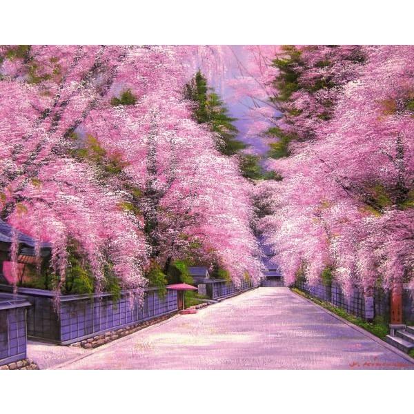 絵画、油絵、桜、桜の絵 、角館の桜、 F20 606x727mm 木村 由紀夫