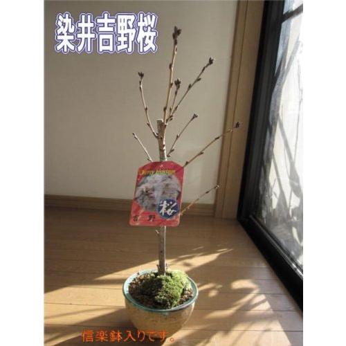 染井吉野桜盆栽 鉢花 桜といえば 染井吉野桜 鉢植え