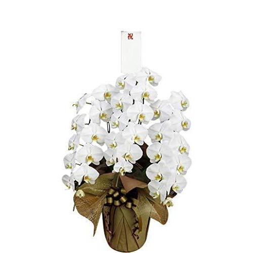 絶賛レビュー続出 胡蝶蘭販売netの紙製立て札フルセット企業様向き期日指定可能な胡蝶蘭 移転祝い 開店祝い 就任祝い 開業祝用 お洒落無限大 Filtrasul Com Br