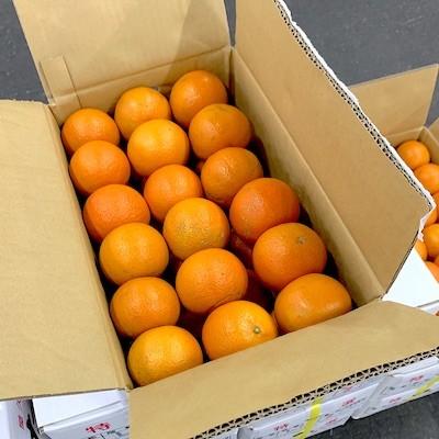 訳あり 屋久島 たんかん みかん 5Kg ご家庭用 色ムラ傷あり 鹿児島産