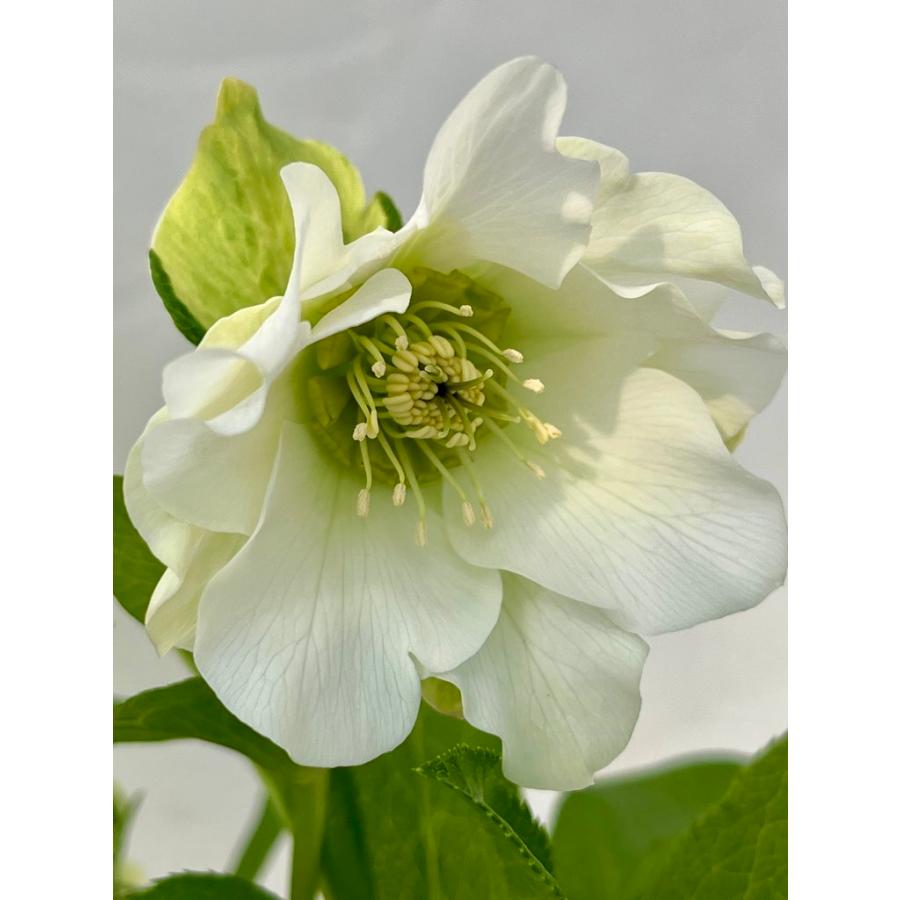 クリスマスローズ 001 パピエ 花は付いていません。2025年春開花見込み  