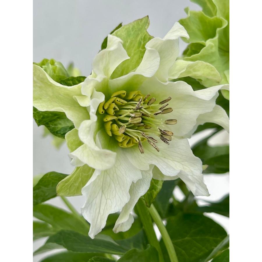 クリスマスローズ 008 パピエ 花は付いていません。2025年春開花見込み  