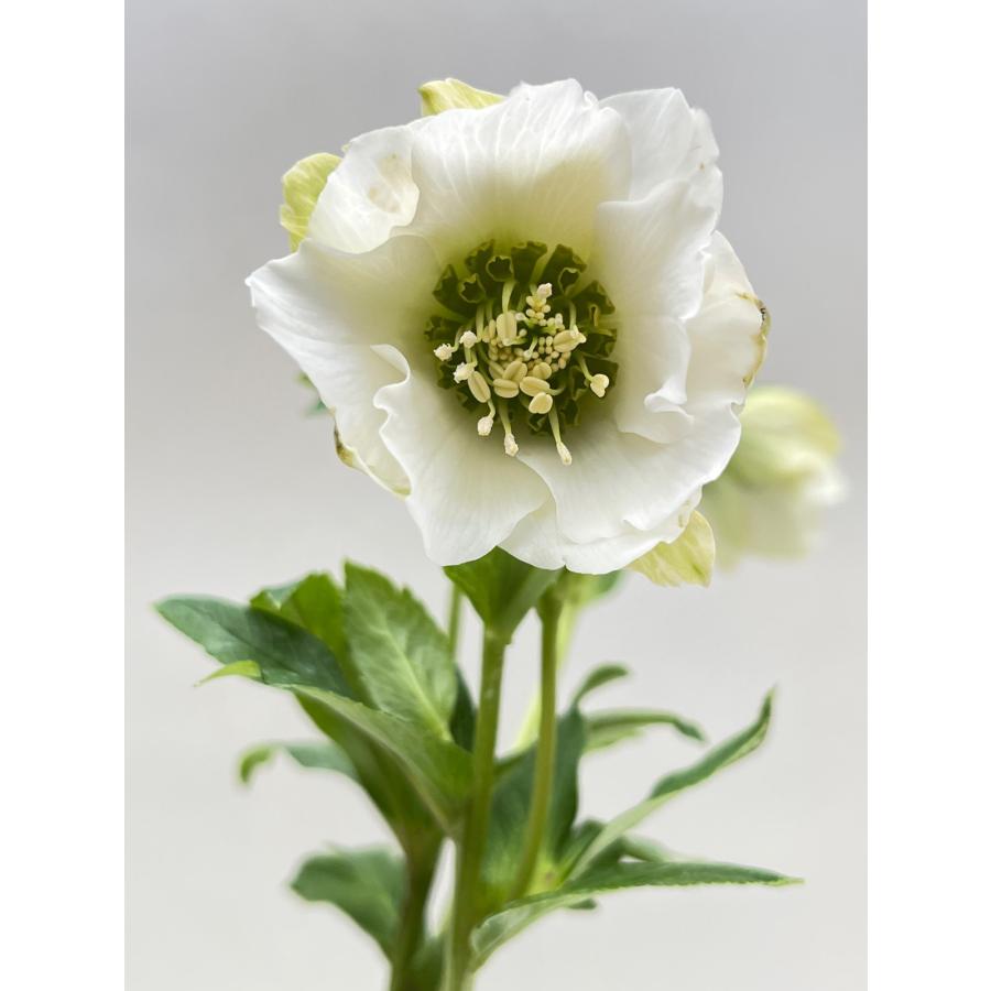 クリスマスローズ 開花確認株 花はついていません 004 : 花郷園 クリスマスローズ 開花確認株 花はついていません 004 : 花郷園