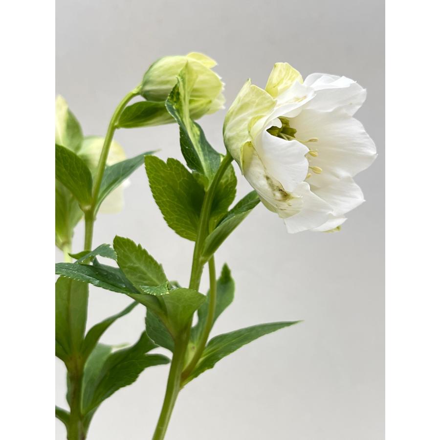 クリスマスローズ 開花確認株 花はついていません 004 : 花郷園 クリスマスローズ 開花確認株 花はついていません 004 : 花郷園