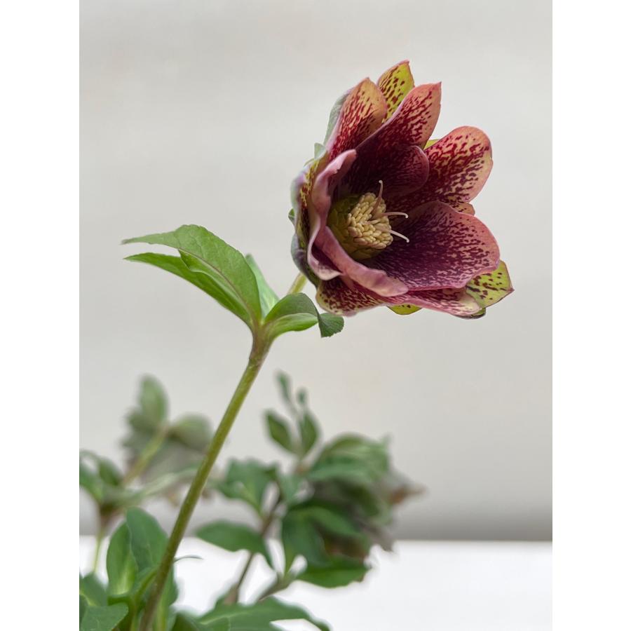 クリスマスローズ 開花確認株 花はついていません 011 : 花郷園 クリスマスローズ 開花確認株 花はついていません 011 : 花郷園