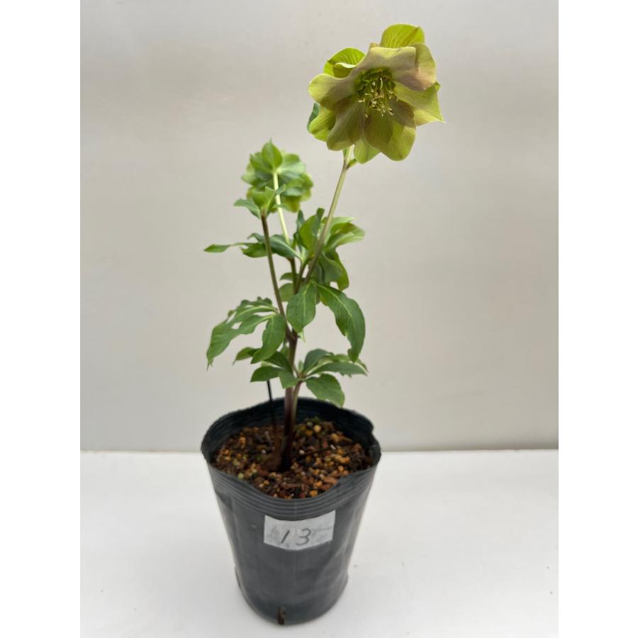 クリスマスローズ 開花確認株 花はついていません 013 : 花郷園 クリスマスローズ 開花確認株 花はついていません 013 : 花郷園
