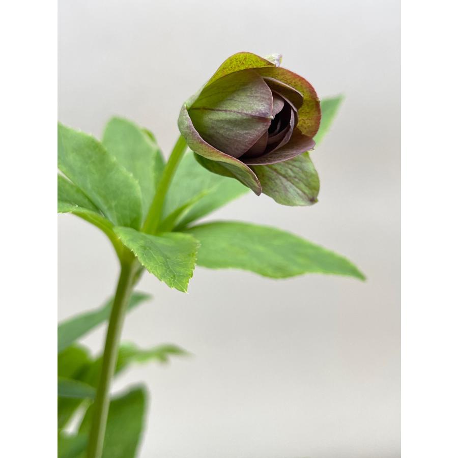 クリスマスローズ 開花確認株 花はついていません 014 : 花郷園 クリスマスローズ 開花確認株 花はついていません 014 : 花郷園