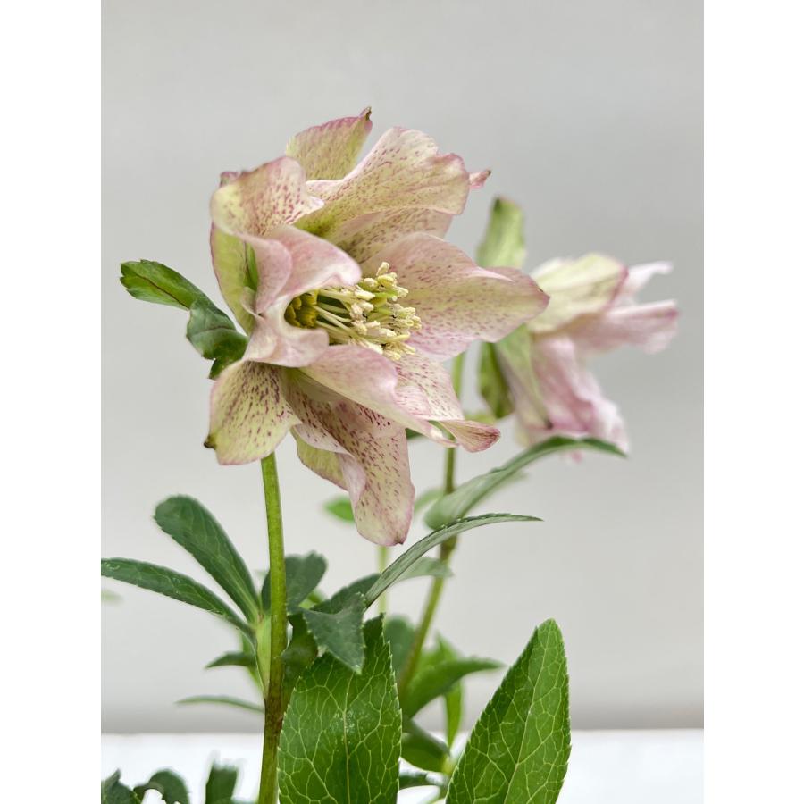 クリスマスローズ 開花確認株 花はついていません 021 : 花郷園 クリスマスローズ 開花確認株 花はついていません 021 : 花郷園