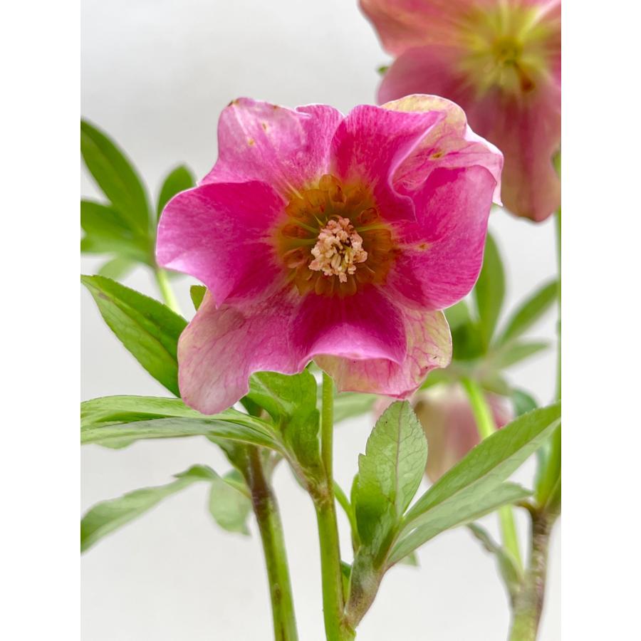 クリスマスローズ 開花確認株 花はついていません 027 : 花郷園 KAGOEN