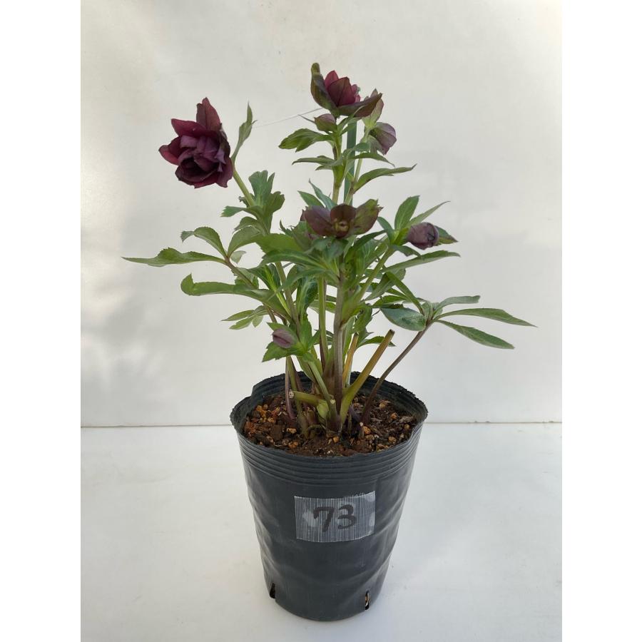 ★、hana(旧hanaka)様ご購入苗★㉕-546、⑤、⑥、⑦クリスマスローズ ☆、hana(旧hanaka)様ご購入苗☆㉕-546、⑤、⑥、⑦クリスマスローズ