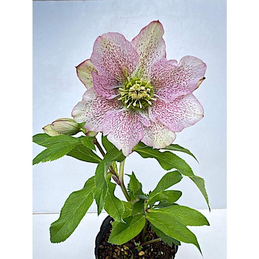 花パピエ