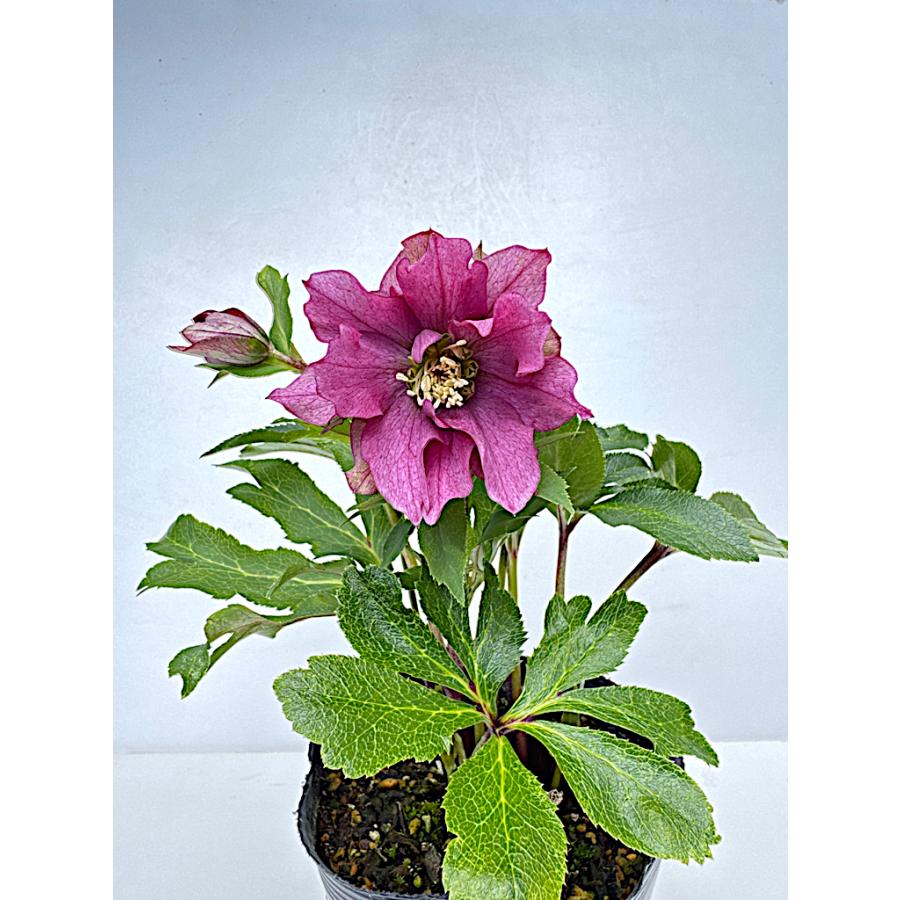 クリスマスローズ 開花確認株 花はついていません 163 パピエ クリスマスローズ 開花確認株 花はついていません 163 パピエ