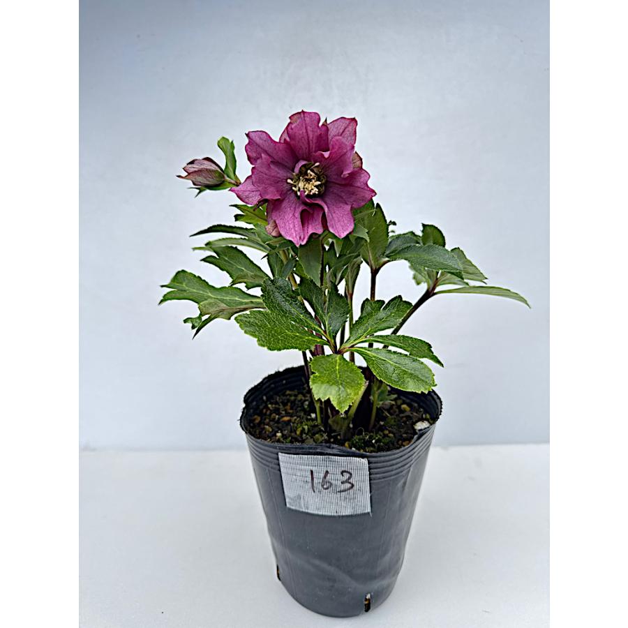 クリスマスローズ 開花確認株 花はついていません 163 パピエ クリスマスローズ 開花確認株 花はついていません 163 パピエ