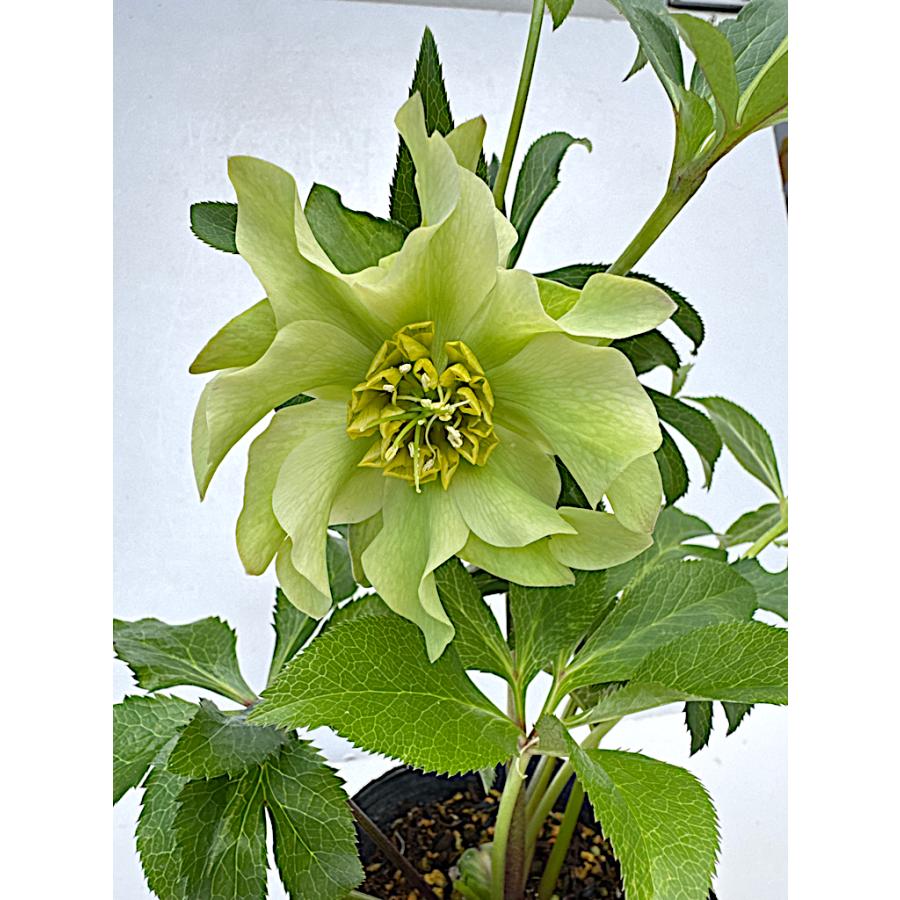 クリスマスローズ 開花確認株 花はついていません 169 パピエ クリスマスローズ 開花確認株 花はついていません 169 パピエ
