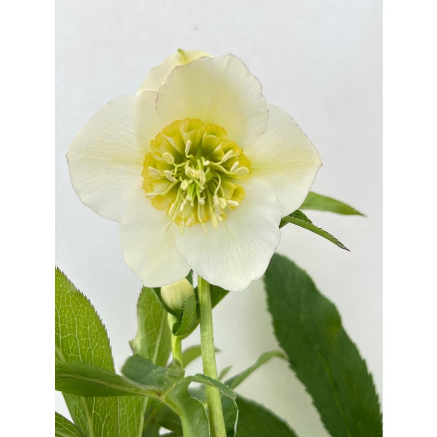 ひまわり＊様ご購入苗㉕-108㉕-184クリスマスローズ