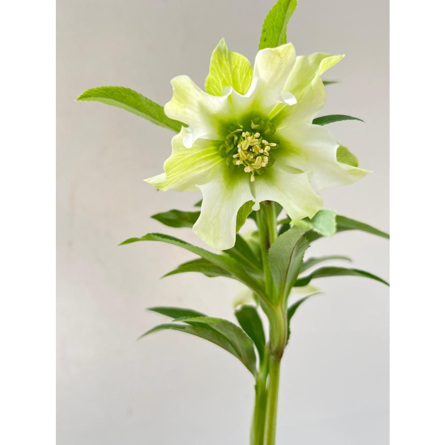 クリスマスローズ 開花確認株 【パピエ ブランシュ】 花はついていま