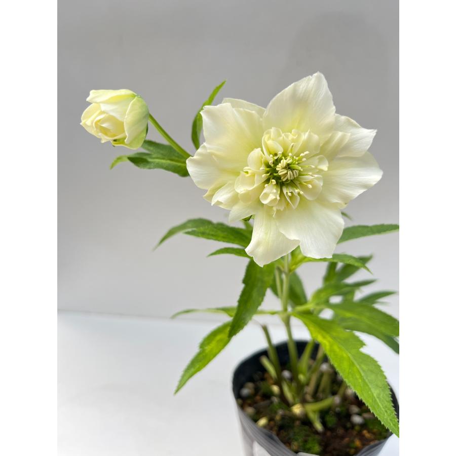 クリスマスローズ 開花確認株 【パピエ シトロン ドゥ】 花はついて