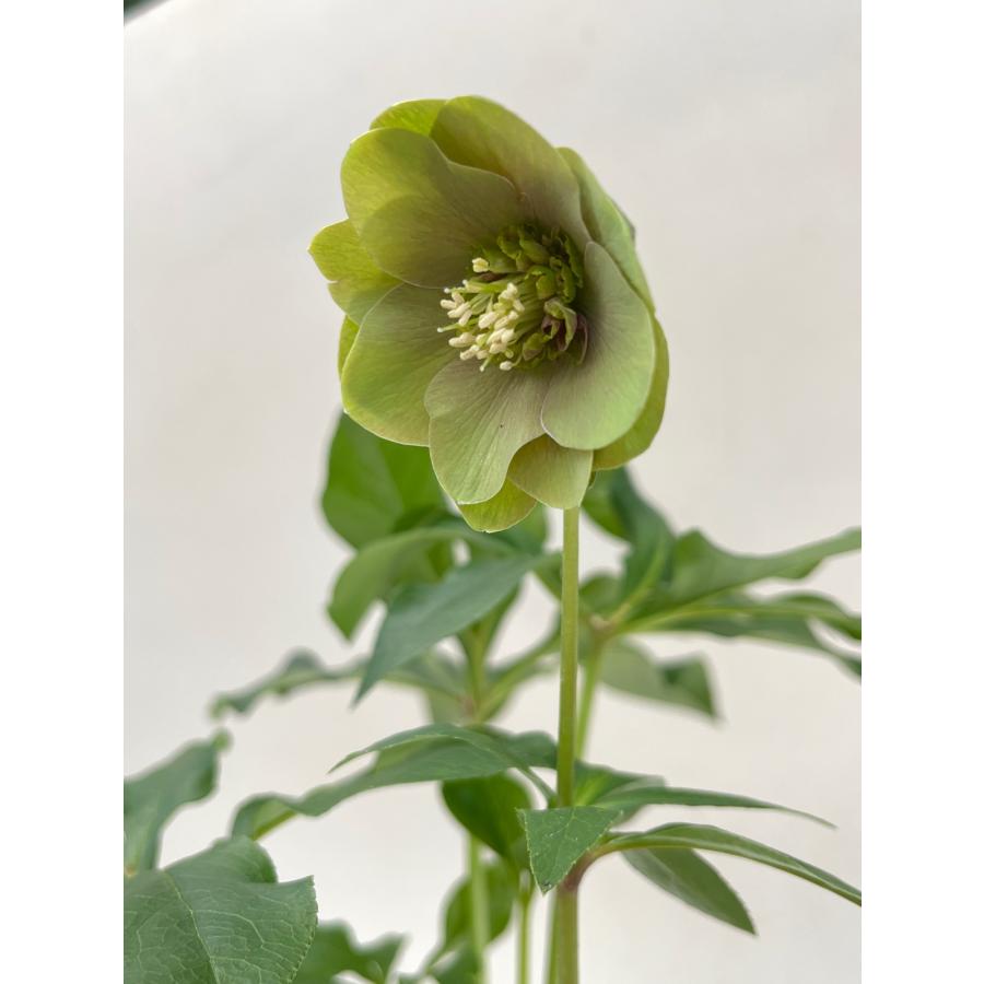 クリスマスローズ 開花確認株 【パピエ アンティーク】 花はついていま
