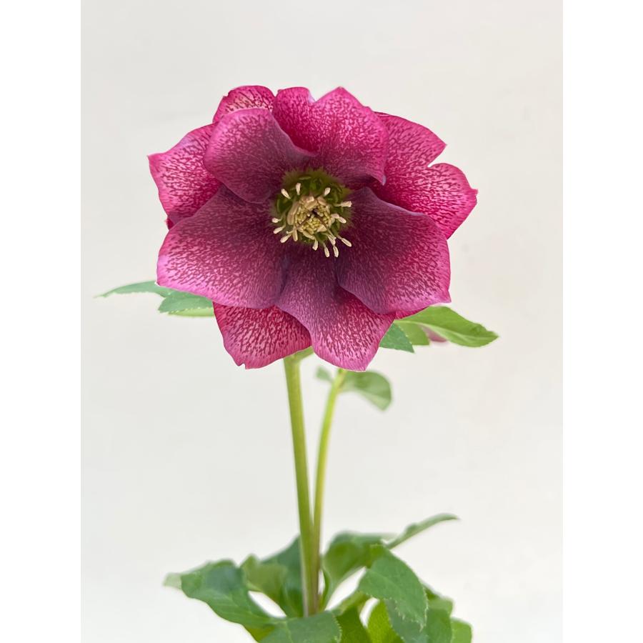 クリスマスローズ 開花確認株 【レッドサン】 花はついていません 2651