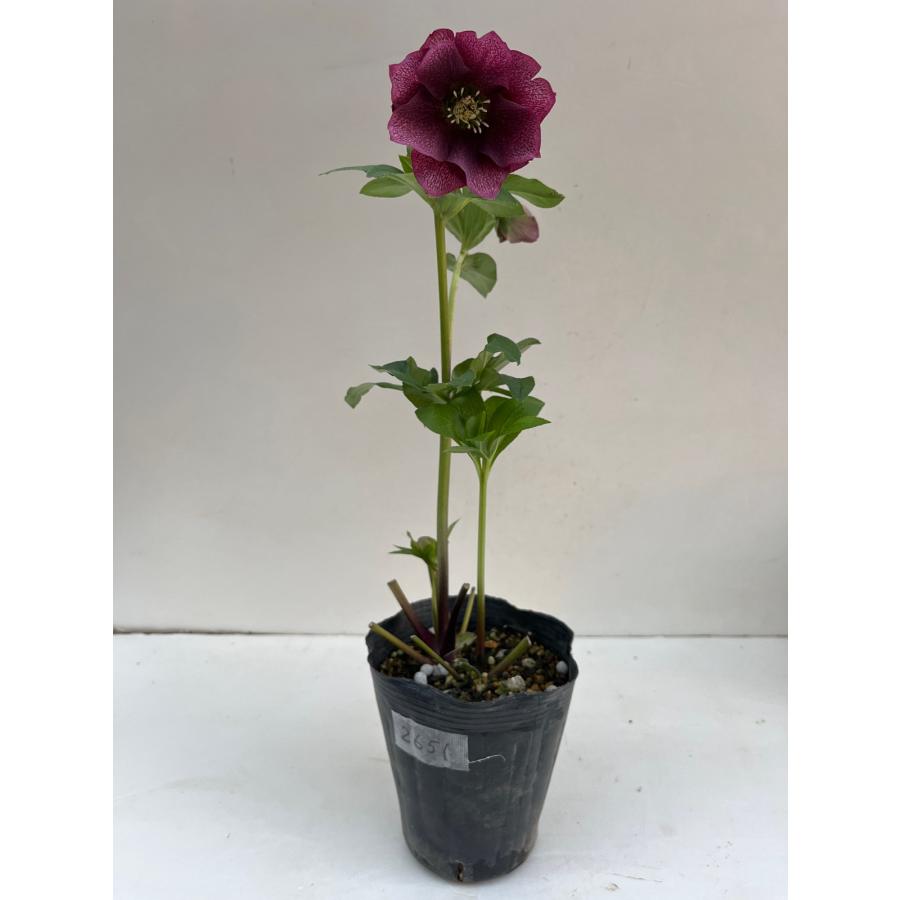 クリスマスローズ 開花確認株 【レッドサン】 花はついていません 2651