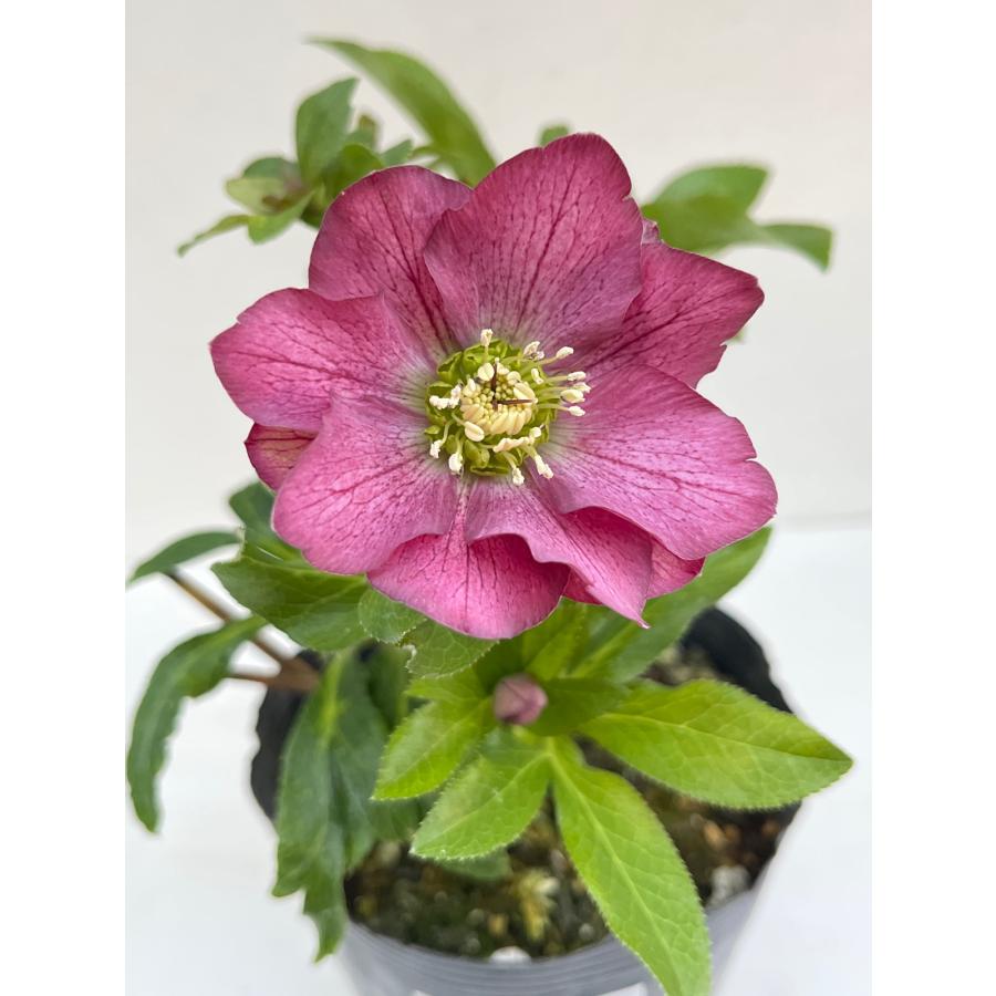 クリスマスローズ 開花確認株 【レッドサン】 花はついていません 2652
