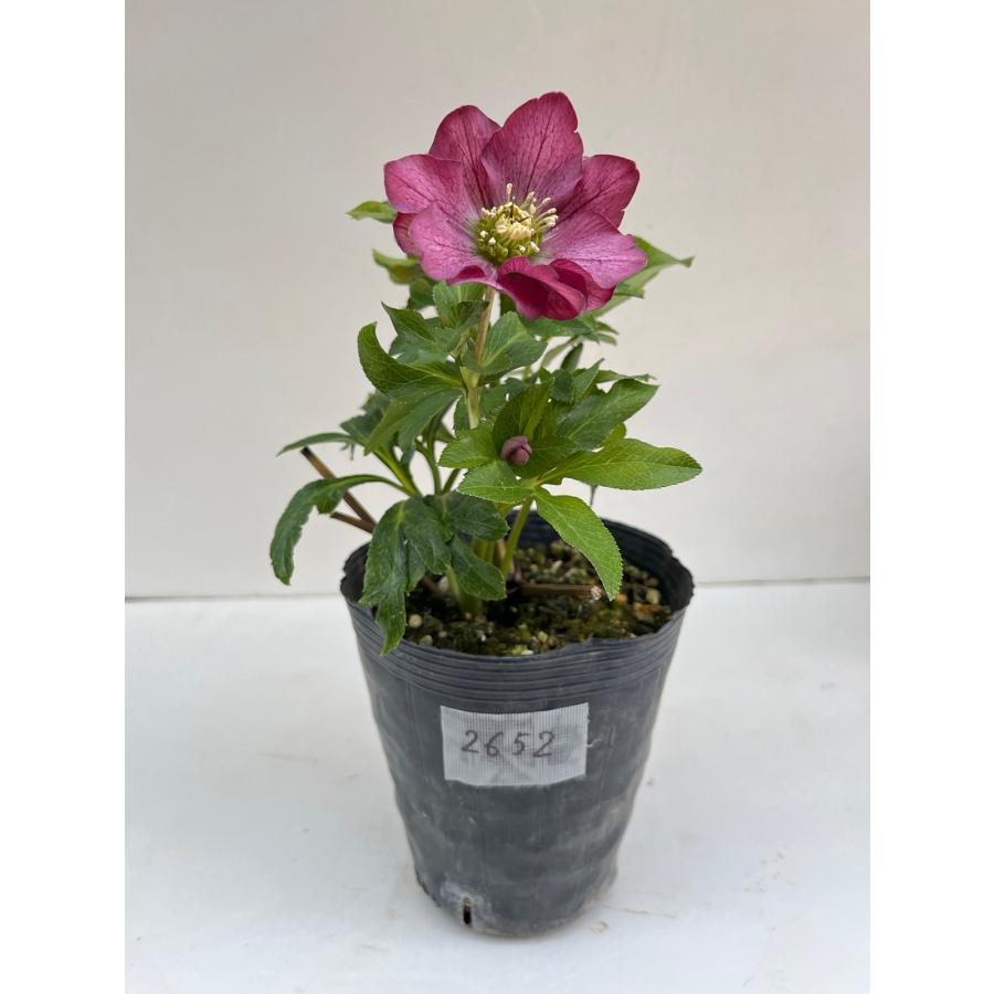 クリスマスローズ 開花確認株 【レッドサン】 花はついていません 2652