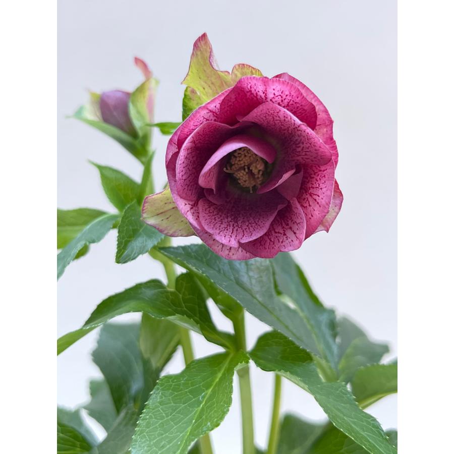 い*さ様 クリスマスローズ　花芽あり クリスマスローズ 開花確認株 【レッドサン】 花はついていません 2653