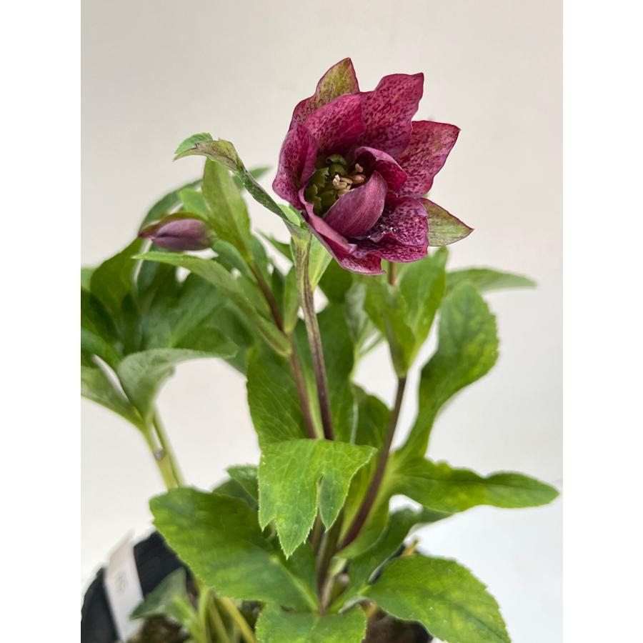クリスマスローズ 開花確認株 【レッドサン】 花はついていません 2654