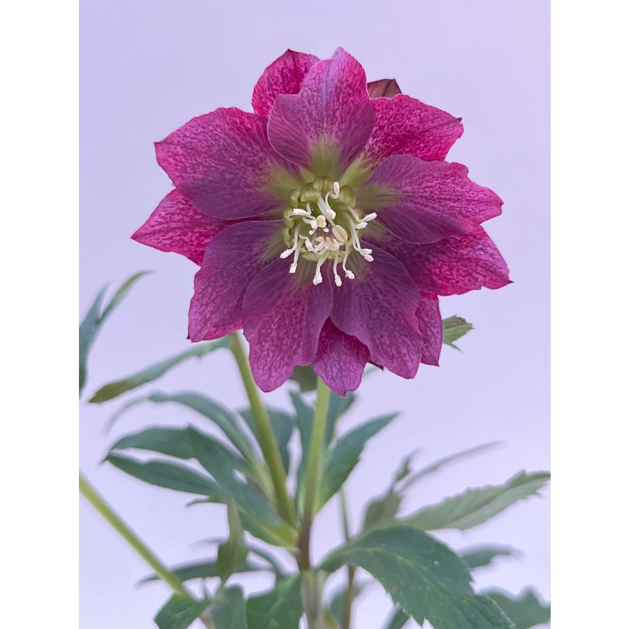 クリスマスローズ 開花確認株 【レッドサン】 花はついていません 2655