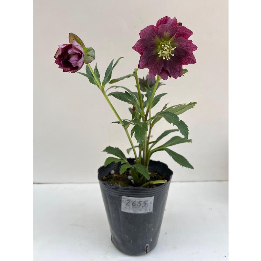 クリスマスローズ 開花確認株 【レッドサン】 花はついていません 2655
