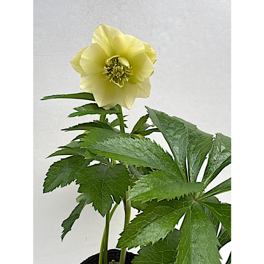 クリスマスローズ 開花苗 003 パピエシトロンdeux : 花郷園 KAGOEN