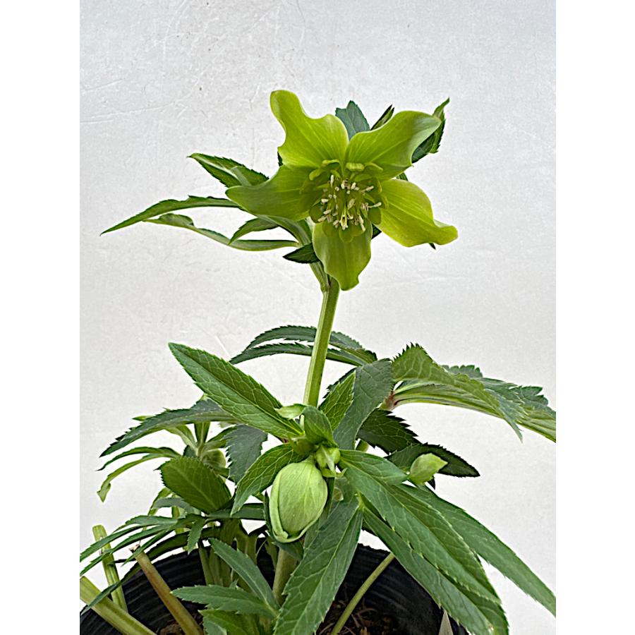 クリスマスローズ 開花苗 009 ヘルツエスターセミダブル : 花郷園