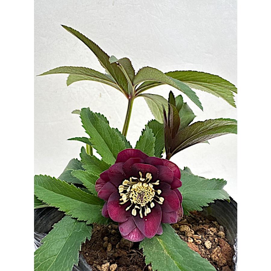 かぁむぅ様ご購入苗㉖-108㉖-133クリスマスローズ のぶさん様ご購入苗㉖-313クリスマスローズ - メルカリ