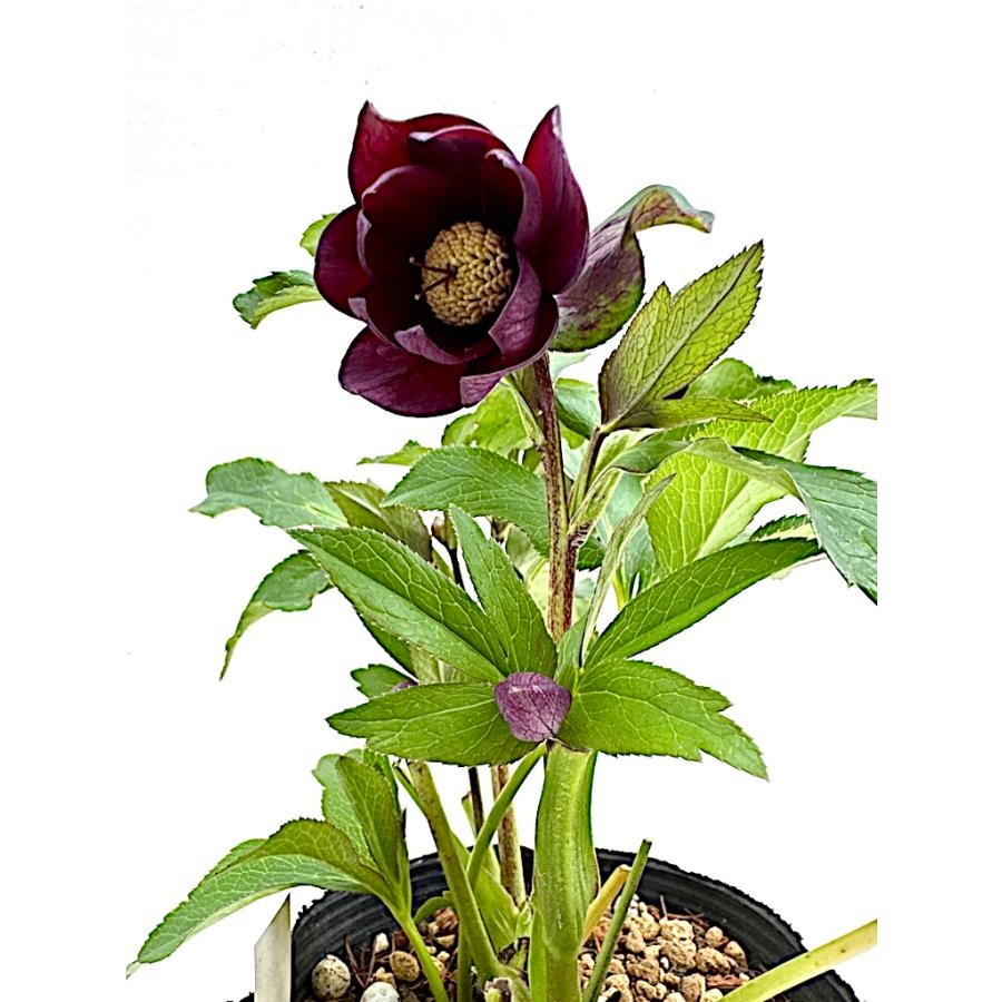 a-forest様ご購入苗㉖-45㉖-60㉖-67クリスマスローズ