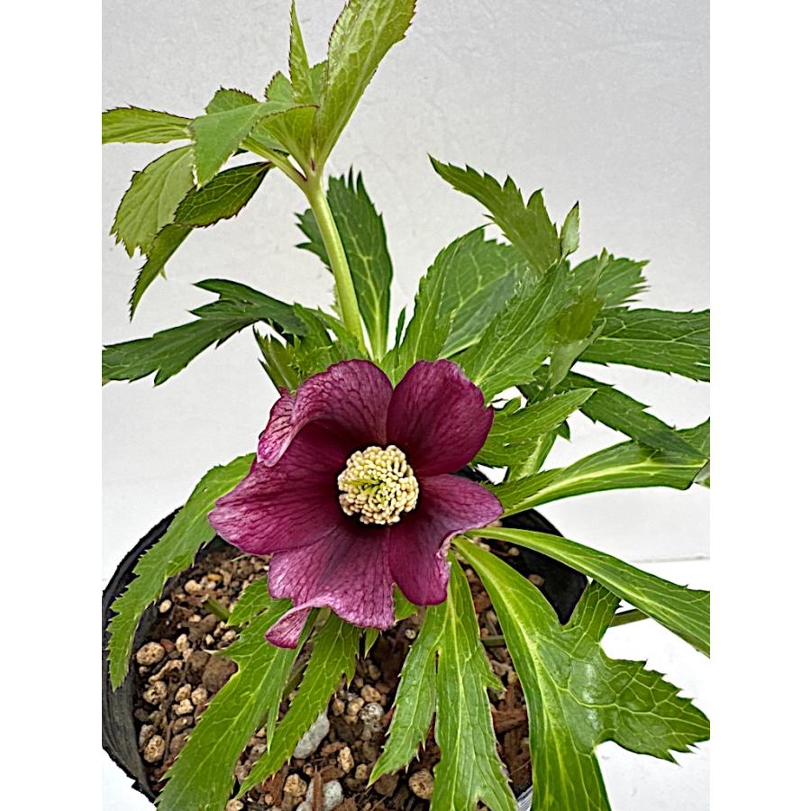 クリスマスローズ 開花苗 018 Hero : 花郷園 KAGOEN NURSERY - 通販