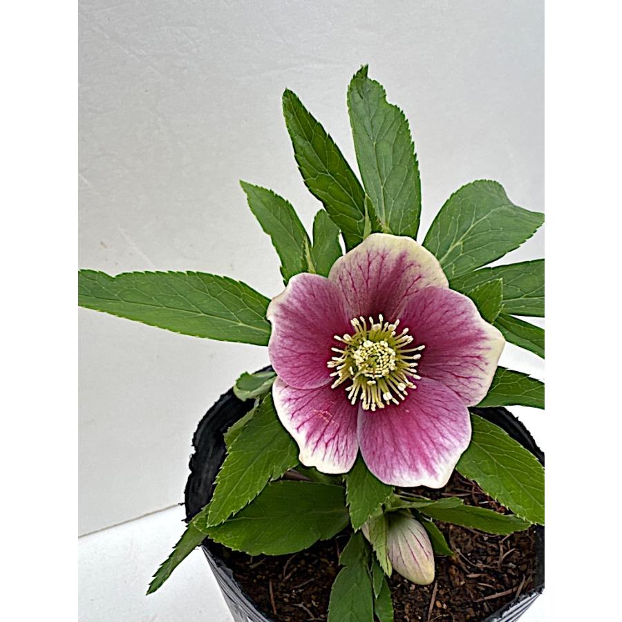 クリスマスローズ 開花苗 019 ピンクゴールドペッシュ : 花郷園 KAGOEN