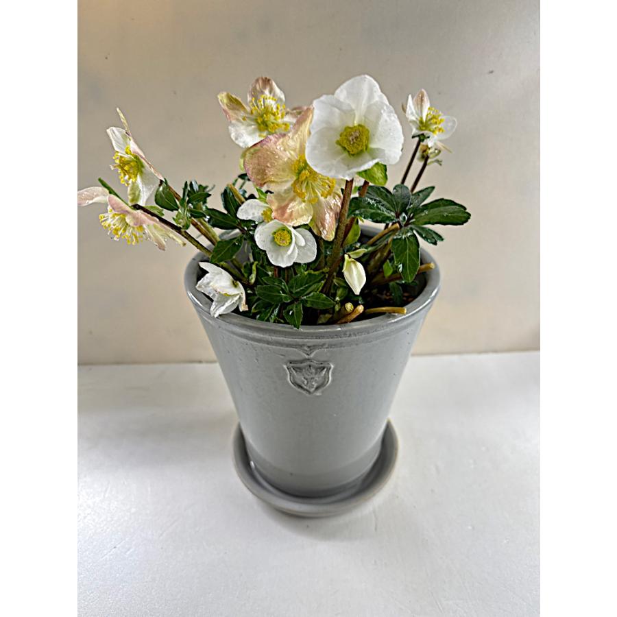 クリスマスローズ 開花苗 022 ニゲル陶器鉢入り7号サイズ（現品
