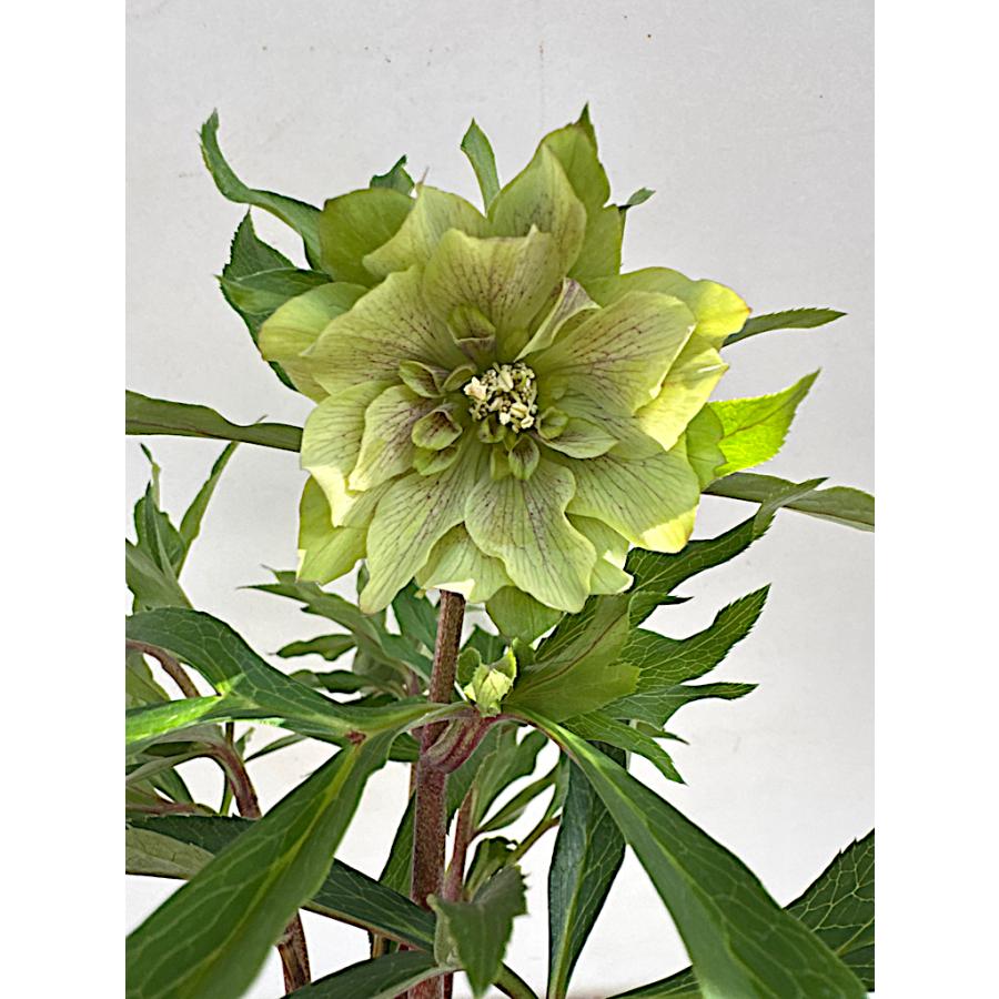 nigella1123 クリスマスローズ 小苗 セット クリスマスローズ 小苗 おまかせMIX 10苗 のぶさん様専用 クリスマス