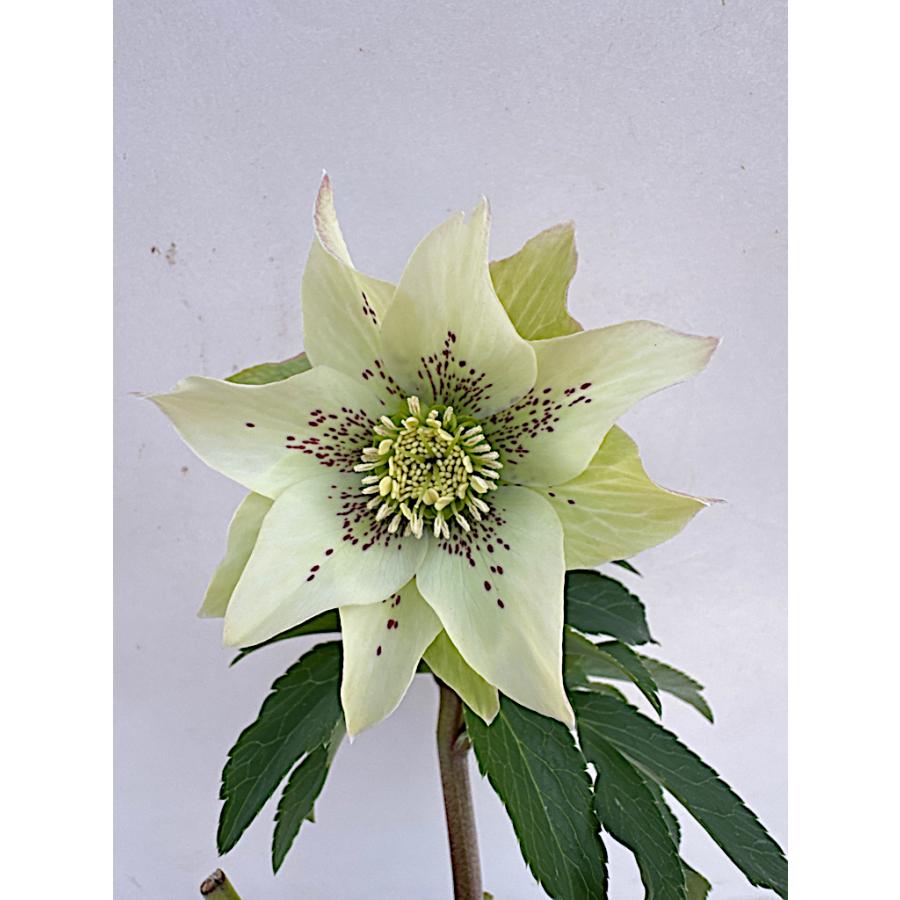 クリスマスローズページ クリスマスローズ 開花苗 024 パピエブランシュ : 花郷園 KAGOEN