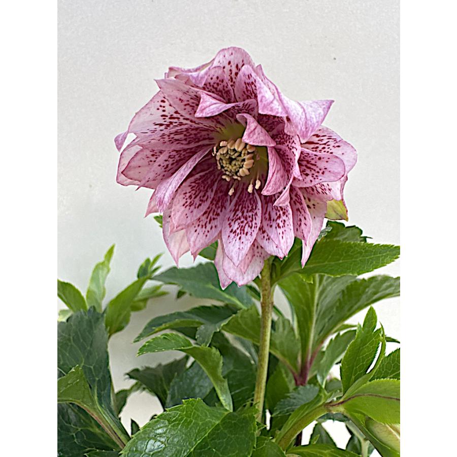 クリスマスローズ 開花苗 026 ペオニーピンク : 花郷園 KAGOEN NURSERY