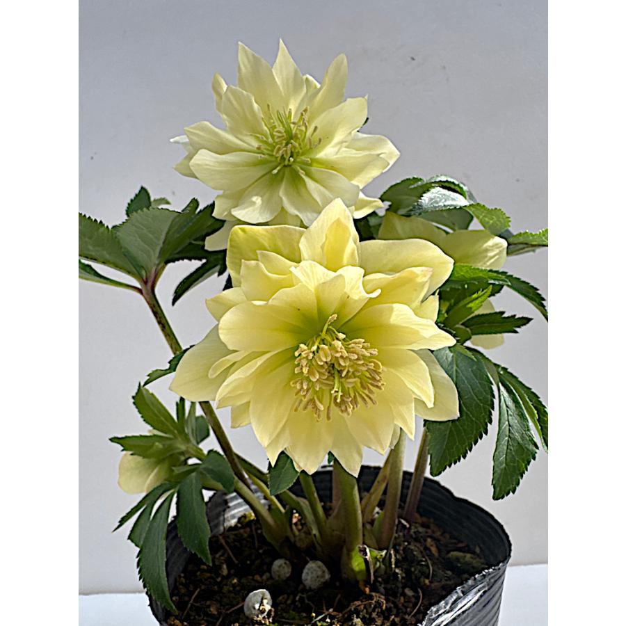 バカ息子と親バカ クリスマスローズ 開花実績株 苗 セット バカ息子と親バカ様専用 クリスマスローズ 開花実績株 小苗 セット