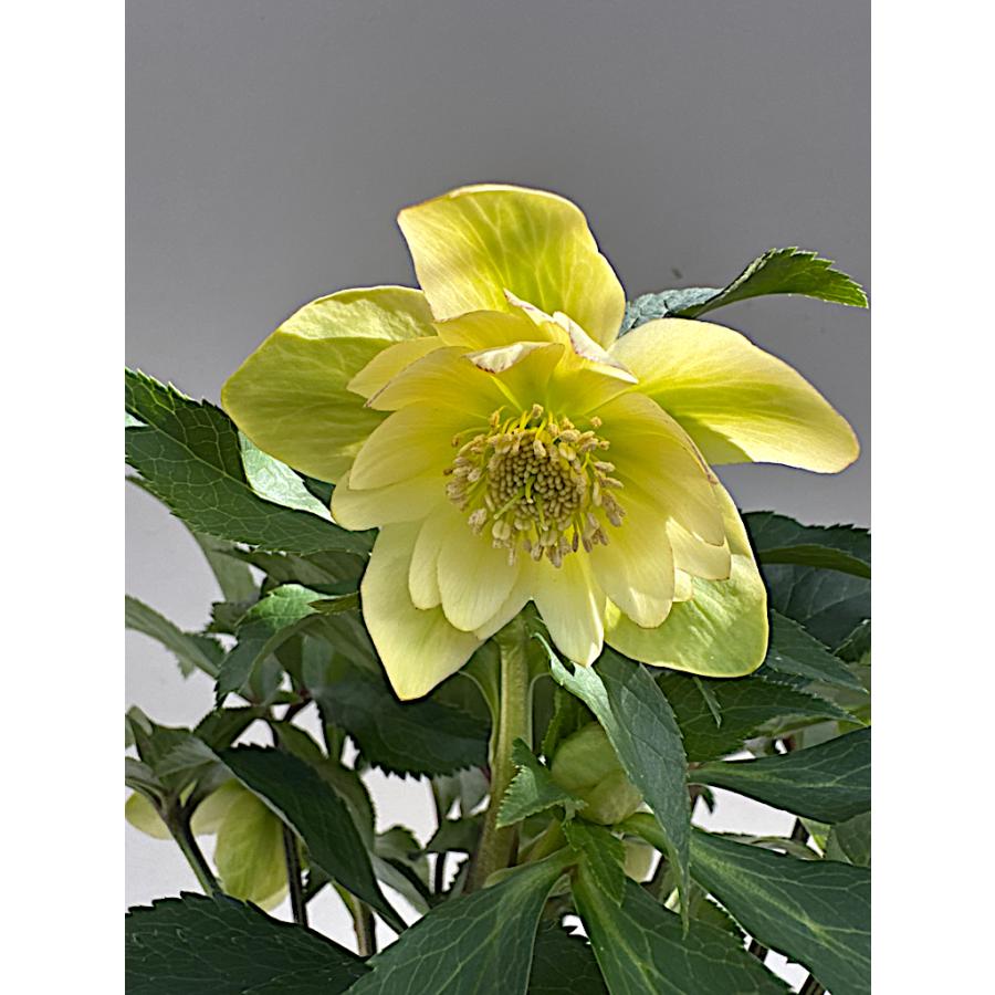 クリスマスローズ 開花苗 031 イエローダブル : 花郷園 KAGOEN NURSERY