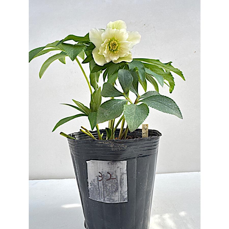 クリスマスローズ 開花苗 032 ホワイトダブル : 花郷園 KAGOEN NURSERY